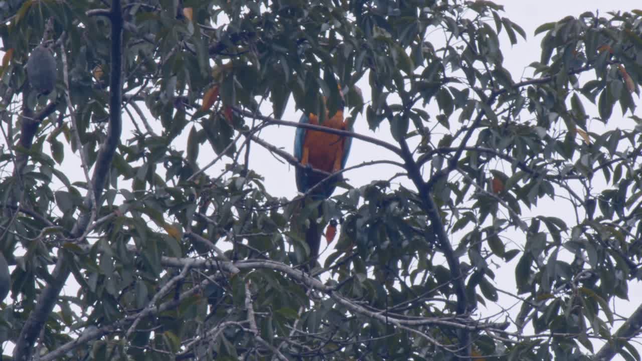 Colorful parrot hiding behind branches in amazon forest