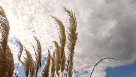 nubes moviéndose sobre la hierba alta en fife