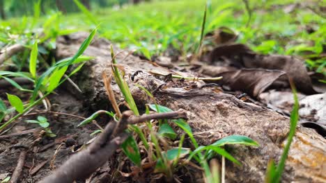 Running-wild-black-ants-crossing-wooden-trunk-in-grass-field-during-sunny-day