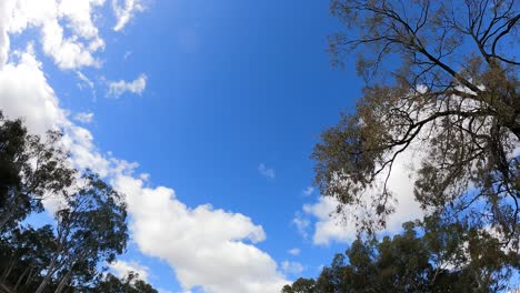 time-lapse of sky and trees showing changing light