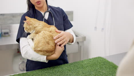 hands, vet and woman with cat for consultation