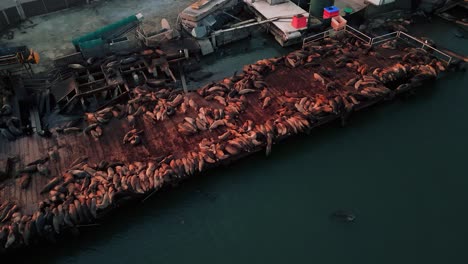 Sea-lions,-seals-and-sea-otters-on-a-landing-stage-dock-marina-harbour-in-Moss-Landing,-California