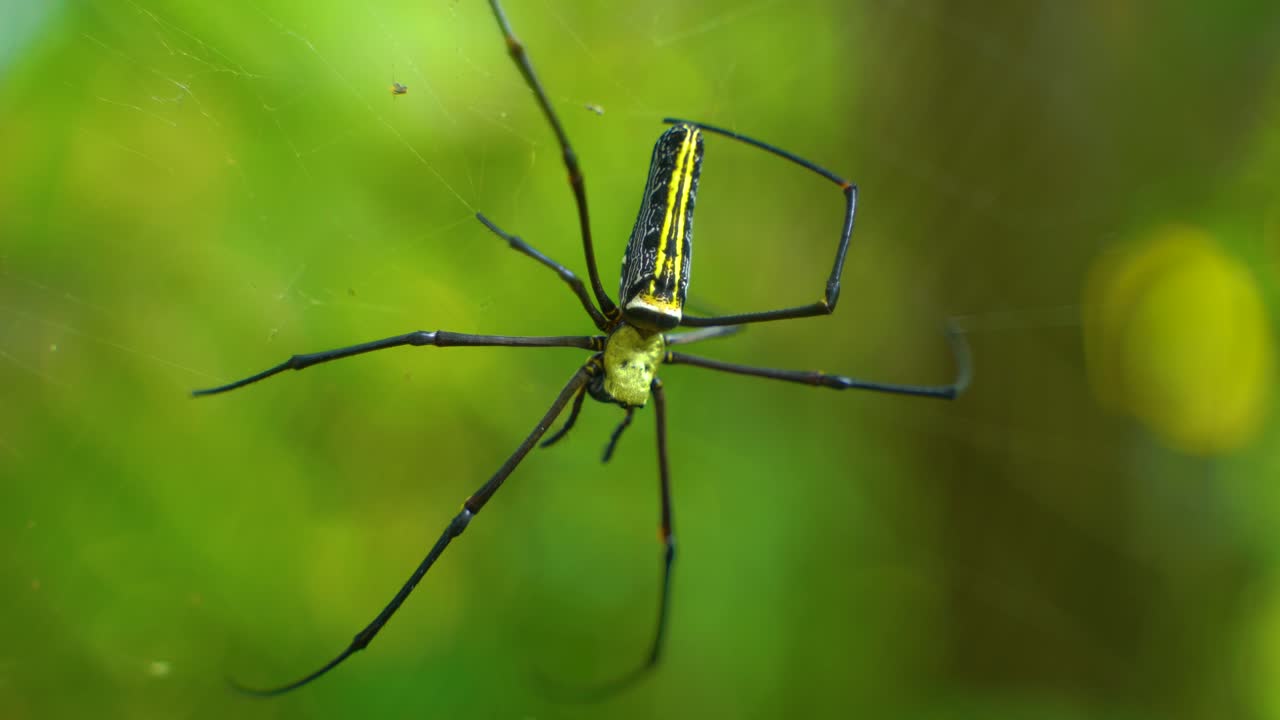 거미는 거미줄을 짜고 그 위에 앉아 먹이를 기다립니다