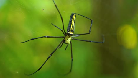 una araña teje una telaraña y se sienta en ella esperando a su presa