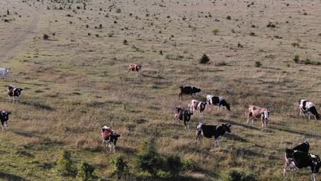 Vistas-Aéreas-De-Vacas-Desnutridas-En-Una-Granja