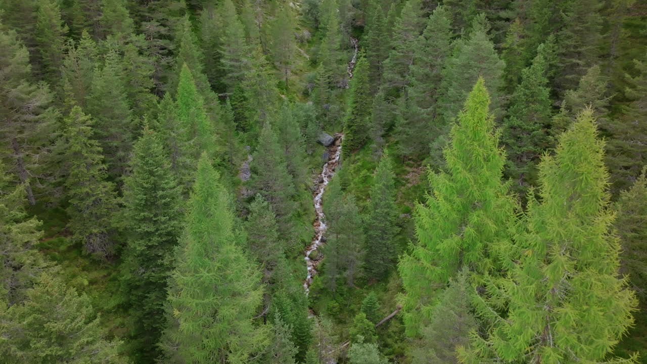 amplias imágenes aéreas sobre los árboles de un bosque verde siguiendo un pequeño arroyo de montaña.
