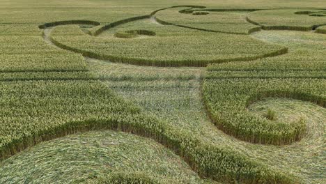 etchilhampton círculo de cultivo de flores en espiral de cerca volando sobre la vegetación del campo de trigo de wiltshire