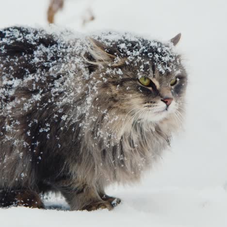 Infeliz-Gato-Defensivo-Sentado-En-La-Nieve