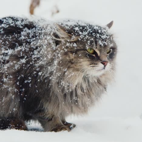 unhappy defensive cat sitting in the snow