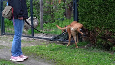 leashed dog marking its territory on a fence