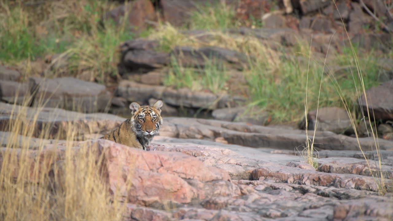 un cachorro de tigre joven en el bosque de la india