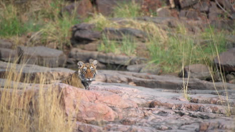 a young tiger cub in the forest of india