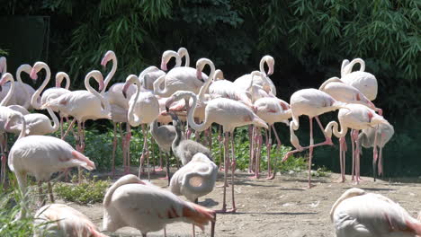 여름에 화창한 날 쉬고 있는 야생의 핑크 플라밍고 그룹, 슬로우 모션 샷 - phoenicopteridae 종