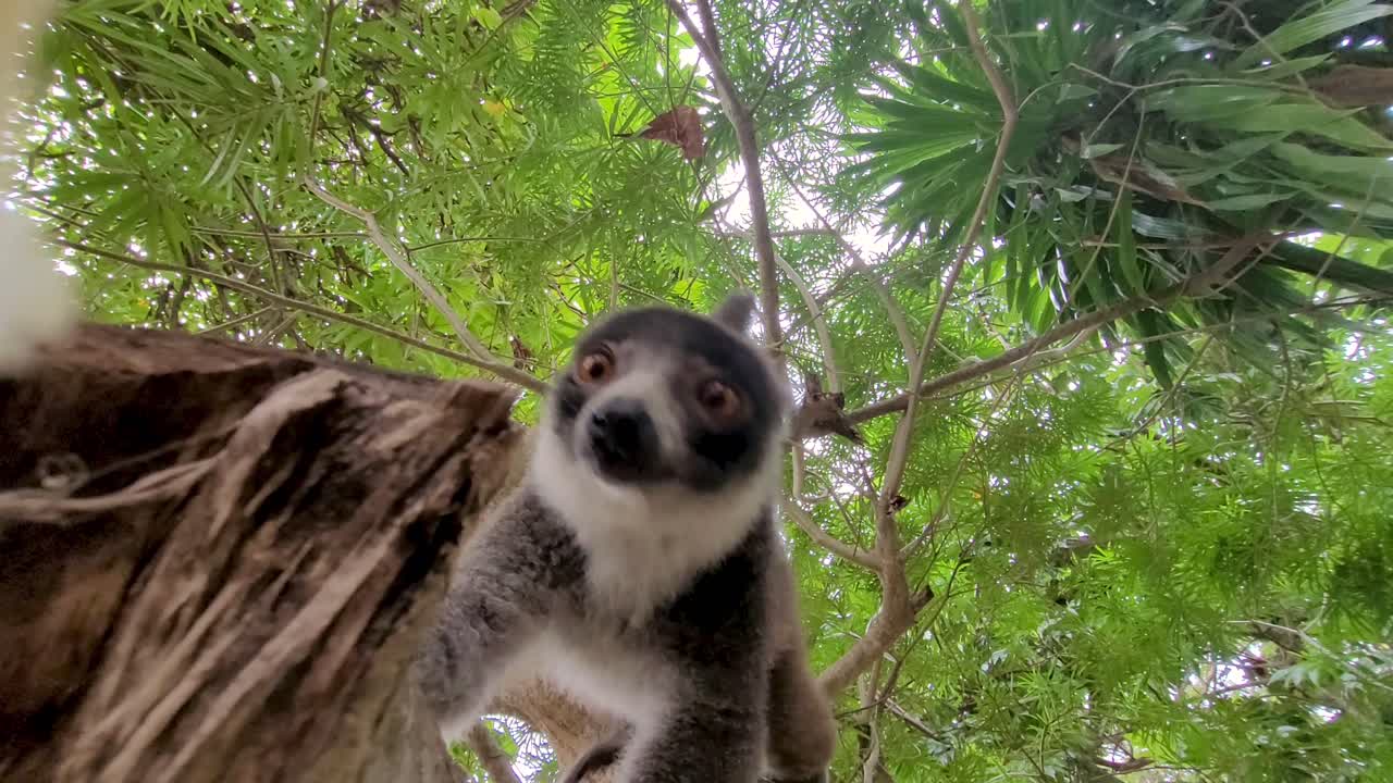 amplia vista de maki tomando un trozo de plátano de la cámara, primer plano de la boca y comer lindo, artístico