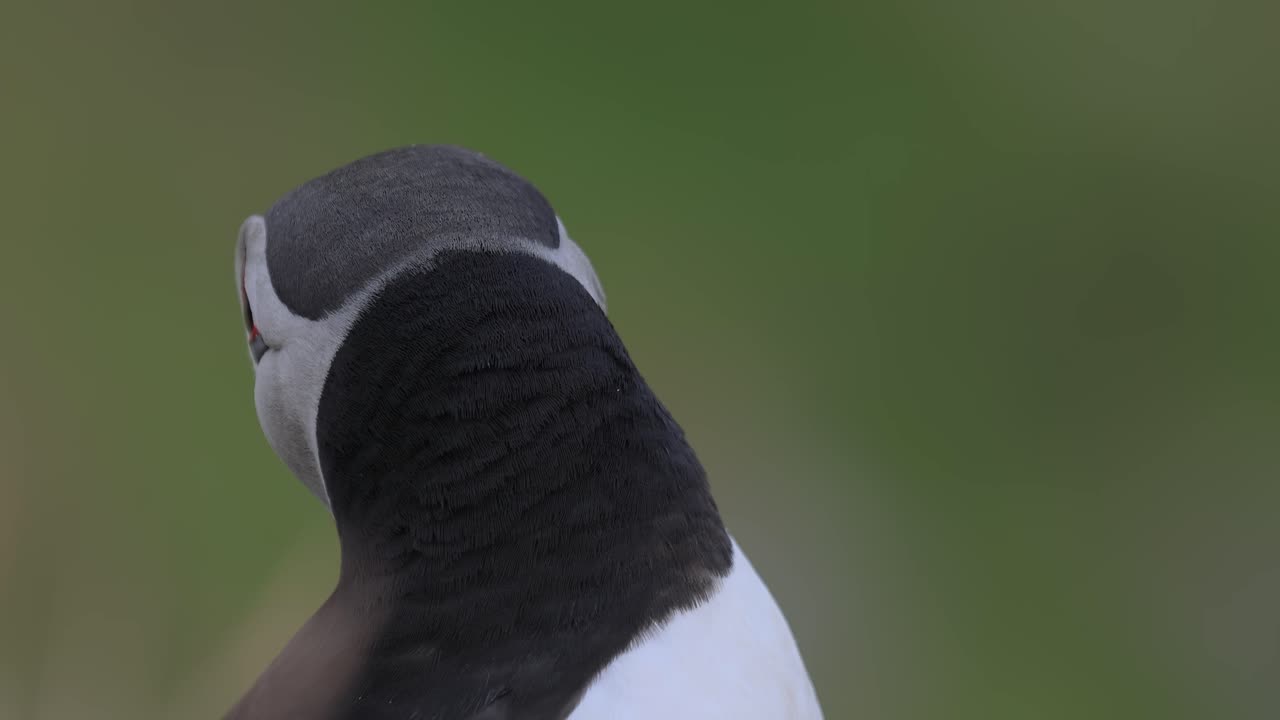 대서양 파핀 (fratercula arctica) 은 룬데 섬 (노르웨이) 의 바위 위에 있습니다.