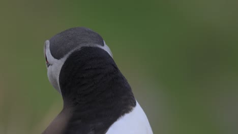 papagayo atlántico (fratercula arctica), en la roca de la isla de runde (noruega).