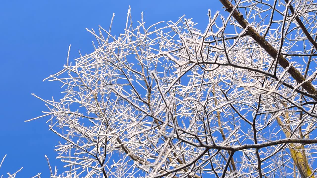 Bottom up view of frost and white fluffy hoar covered winter tree branches in sunny day with blue sky in the background. Footage is spinning around slowly