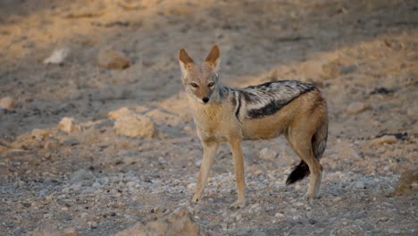 a black-backed jackal looking around for danger or food in the savannah of south africa