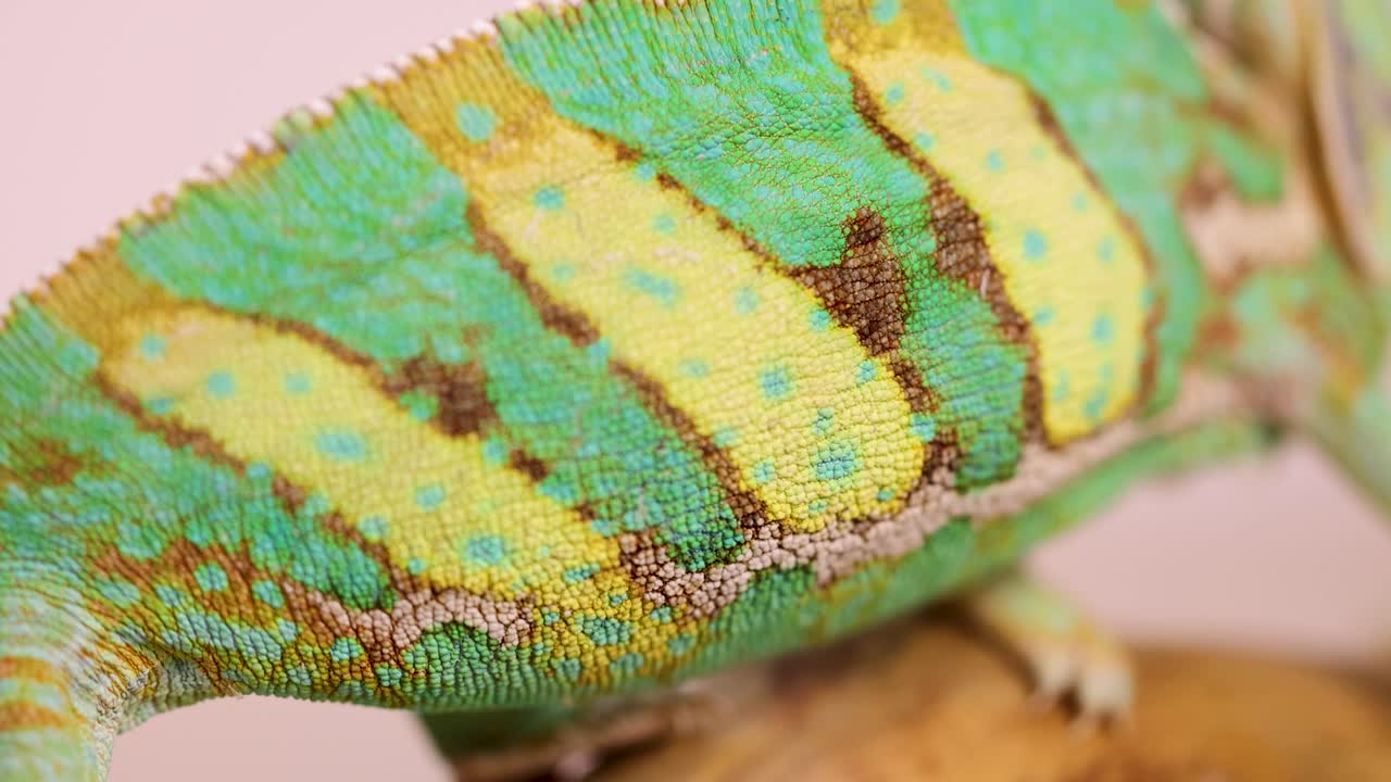 A veiled chameleon displays vibrant colors while perched on a branch. Detailed close-up captures its unique skin patterns