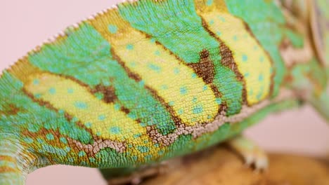 a veiled chameleon displays vibrant colors while perched on a branch. detailed close-up captures its unique skin patterns