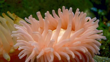 close-up of a pink sea anemone