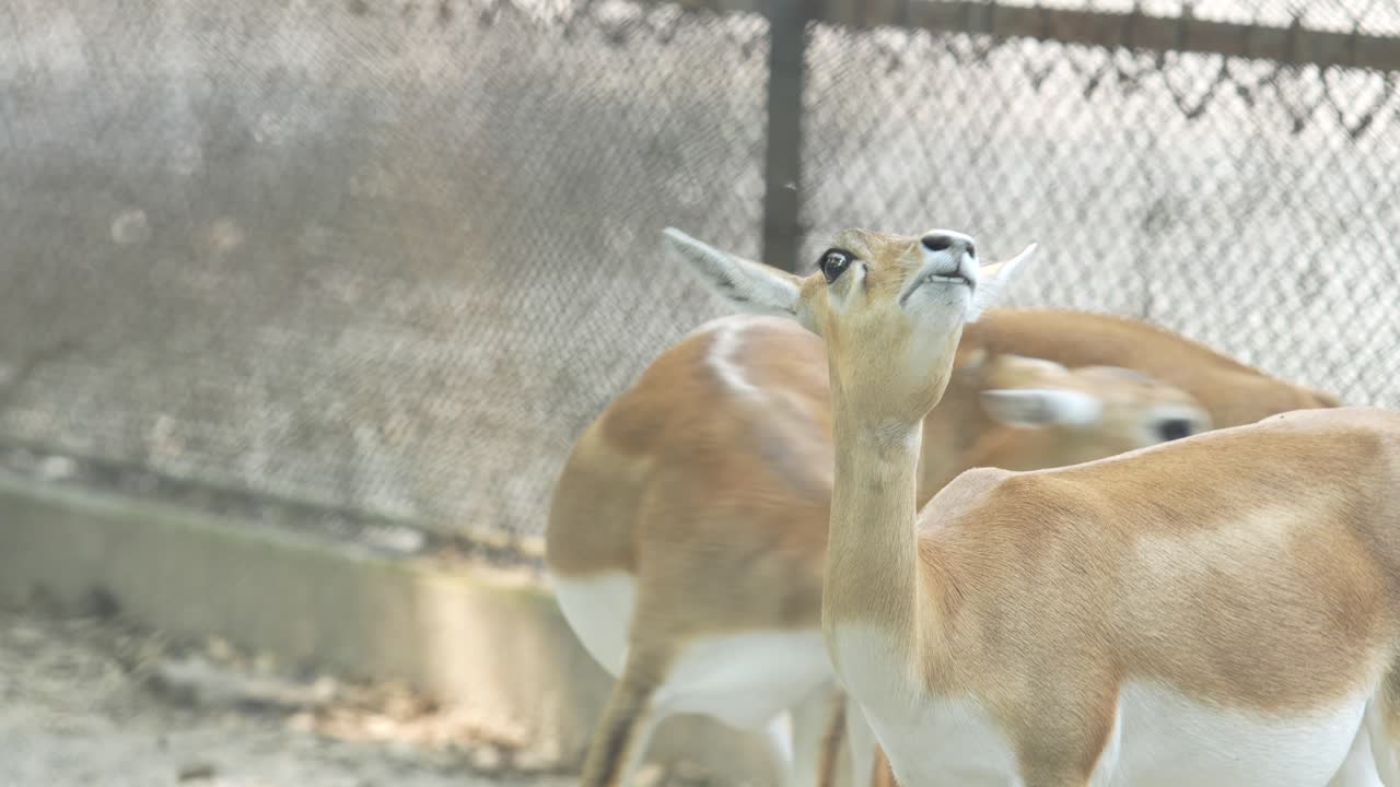 動物園のブラックバック。