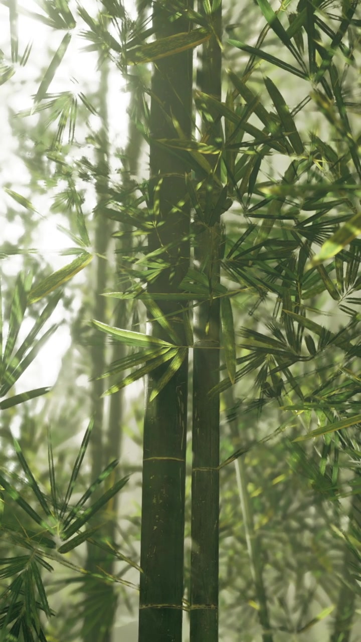 Foresta di bambù con foglie verdi di giorno, in una luce naturale soffusa.