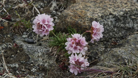 Armeria-Maritima,-Meerspargel-Kleine-Rosa-Wildblumen,-Die-In-Den-Rauen-Landschaften-Von-Island-Wachsen