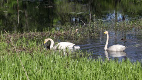 swan family in hay, swimming at a lake, in sunny scandinavia - slow motion view