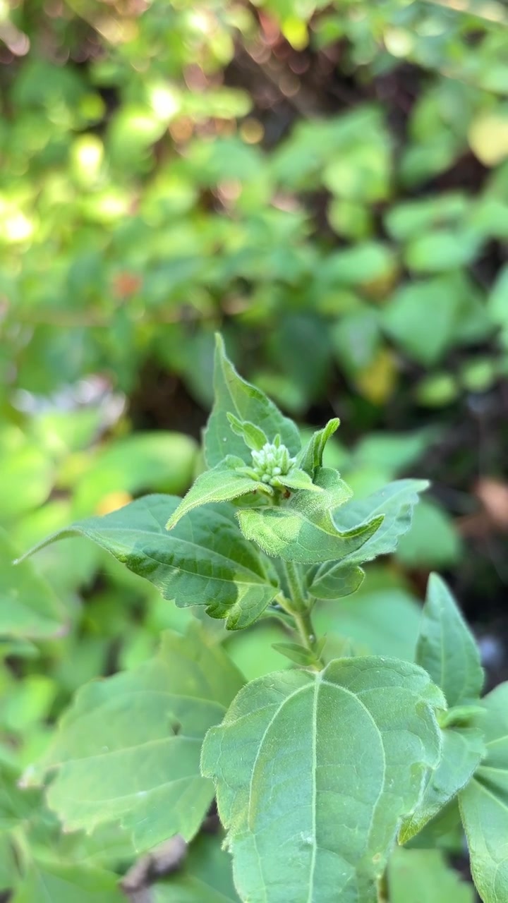 Primo piano di una pianta verde con piccoli boccioli di fiori bianchi che ondeggiano dolcemente