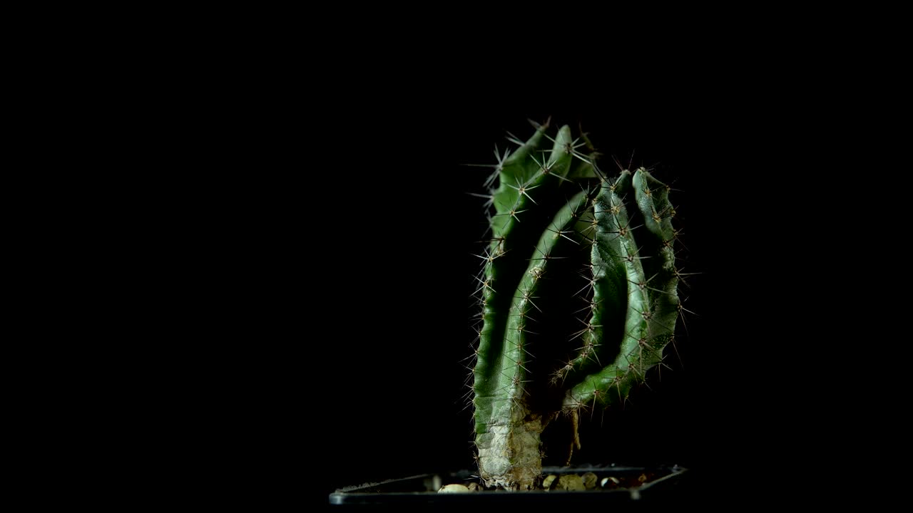 Green cactus with sharp needles rotates on dark background.