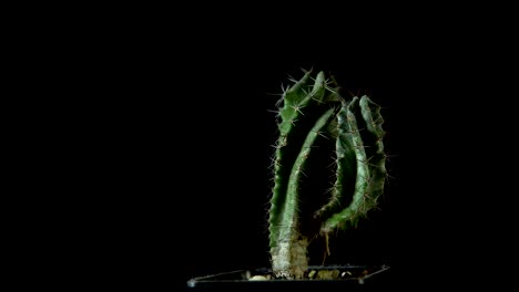 green cactus with sharp needles rotates on dark background.