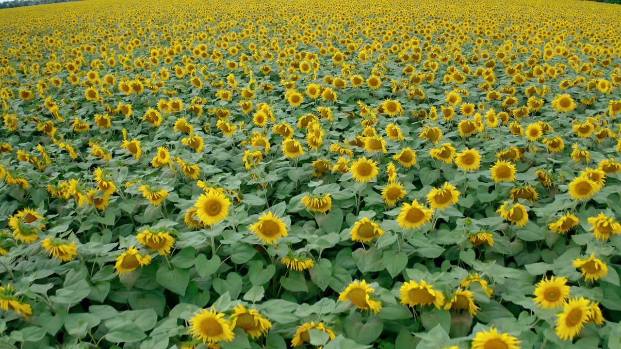 Sunflowers landscape. Flight over beautiful agricultural plants yellow sunflowers on field. Background of blooming sunflowers in summer. Aerial view.
