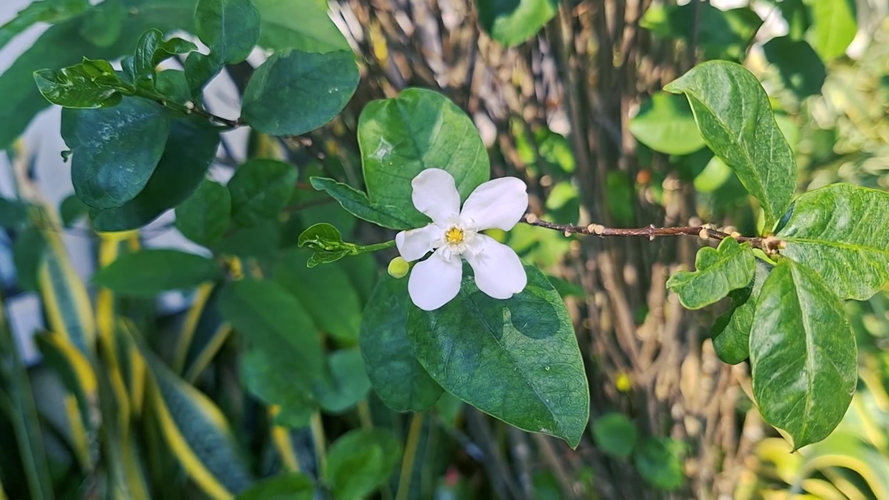 Un singolo fiore bianco di gelsomino d'acqua che sboccia in un giardino