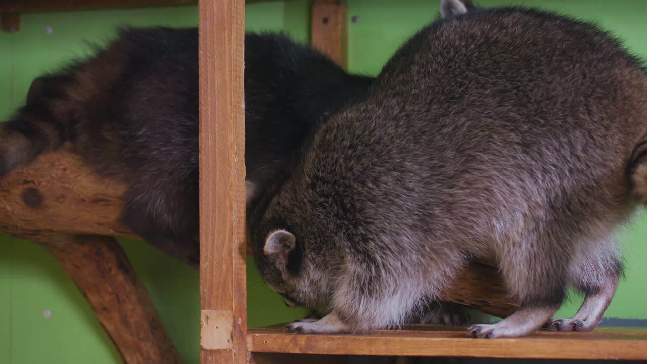 dos mapaches en primer plano en una estantería de madera, un dúo curioso que explora y acaricia a su compañero en un recinto de rescate de paredes verdes, cola a rayas y pelaje denso visible, olisqueo suave y comportamiento tranquilo, ambiente acogedor y apacible