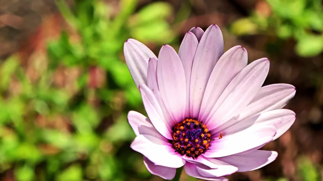 beautiful wild flower, close up shot