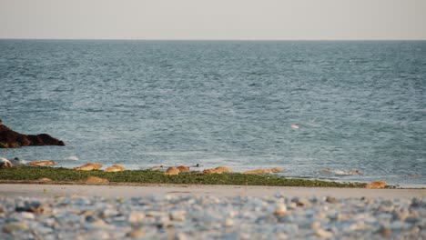 Young-wild-seal-cubs-rushing-into-Atlantic-ocean,-static-view