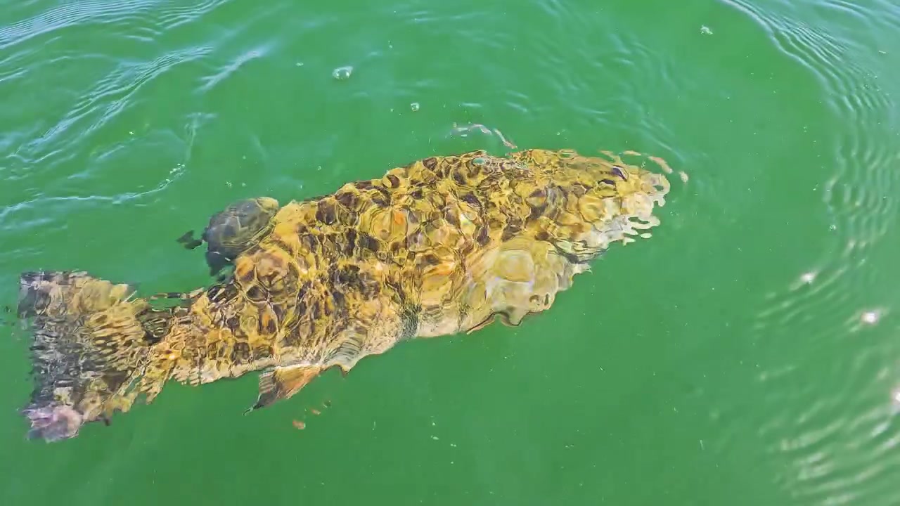 Smallmouth bass drifts beside the boat in slow motion as an angler supports it by the mouth, with emerald water, soft reflections, and a peaceful freshwater release scene.