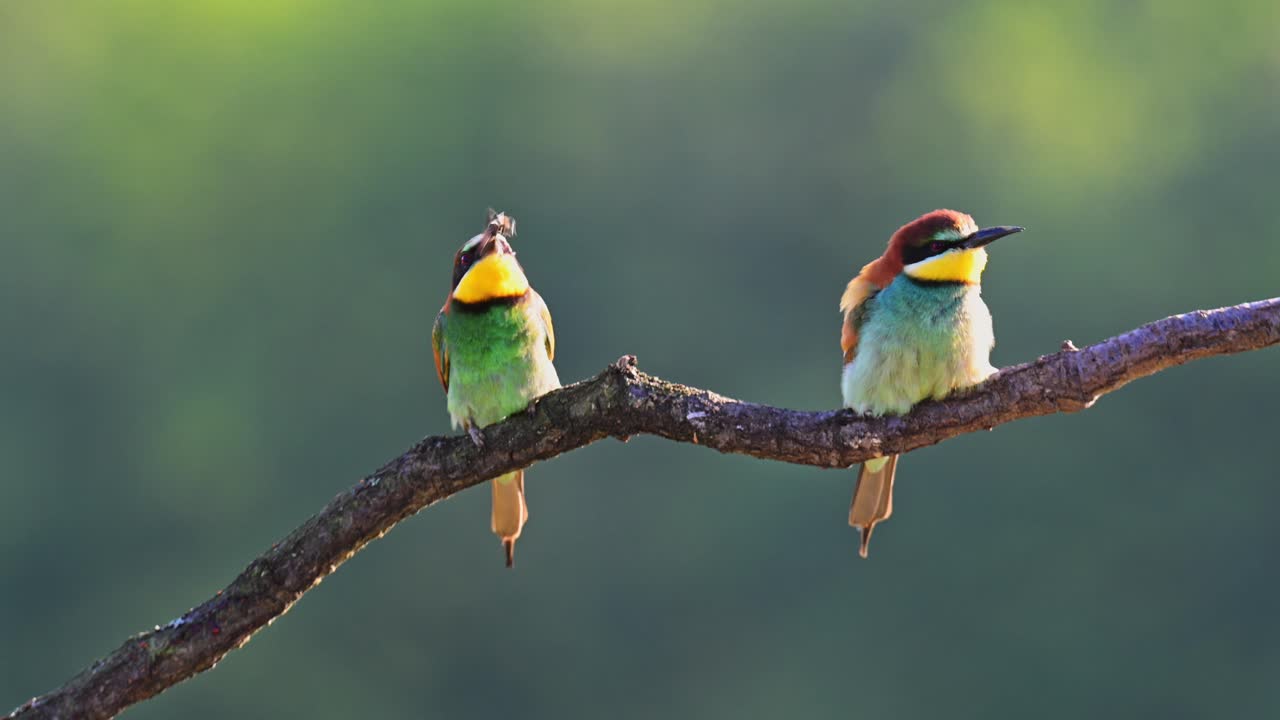 Two vividly colored bee-eaters perched on a branch engage in food-sharing behavior, with one bird passing an insect to the other.