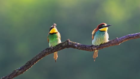 two vividly colored bee-eaters perched on a branch engage in food-sharing behavior, with one bird passing an insect to the other.
