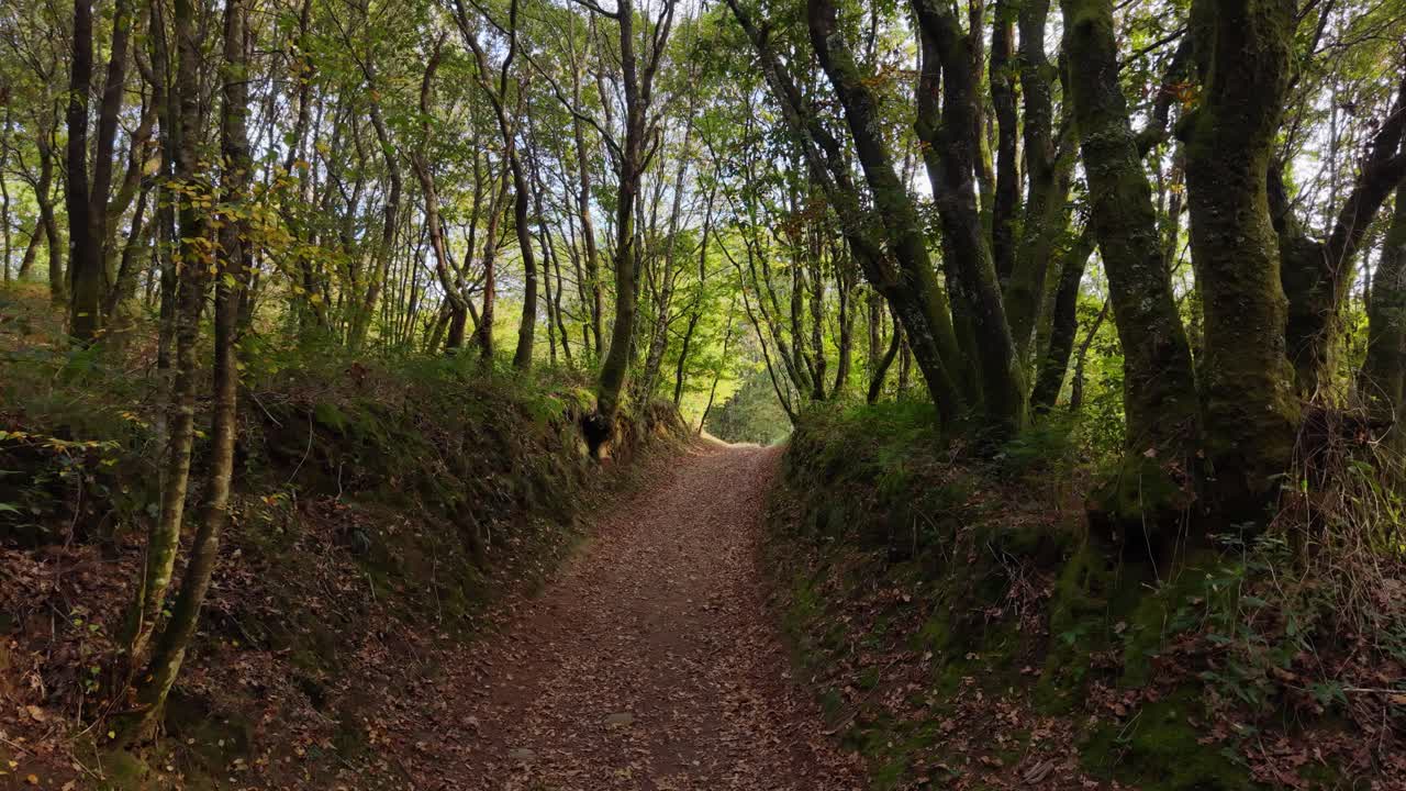 A Narrow Trail In The Woods Of Ruta dos muiños do Rego das Gandaras In Vilasantar, A Coruña, Spain. Aerial Forward Shot