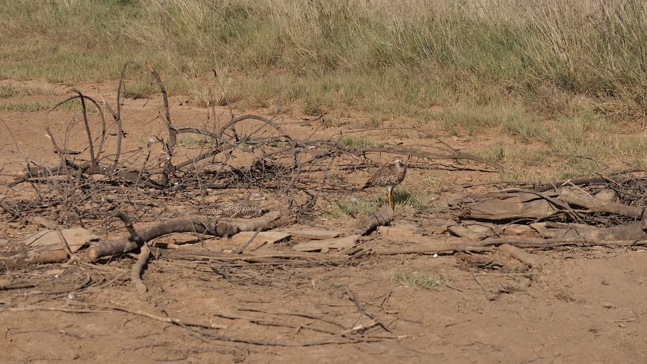 dos pájaros de rodilla gruesa manchada se mezclan en el suelo dorado de la sabana africana