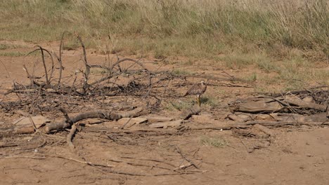 Dos-Pájaros-Manchados-De-Rodillas-Gruesas-Se-Mezclan-Con-El-Suelo-Dorado-De-La-Sabana-Africana