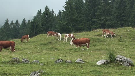 mountain pasture with cows in the bavarian alps near sudelfeld, germany-3