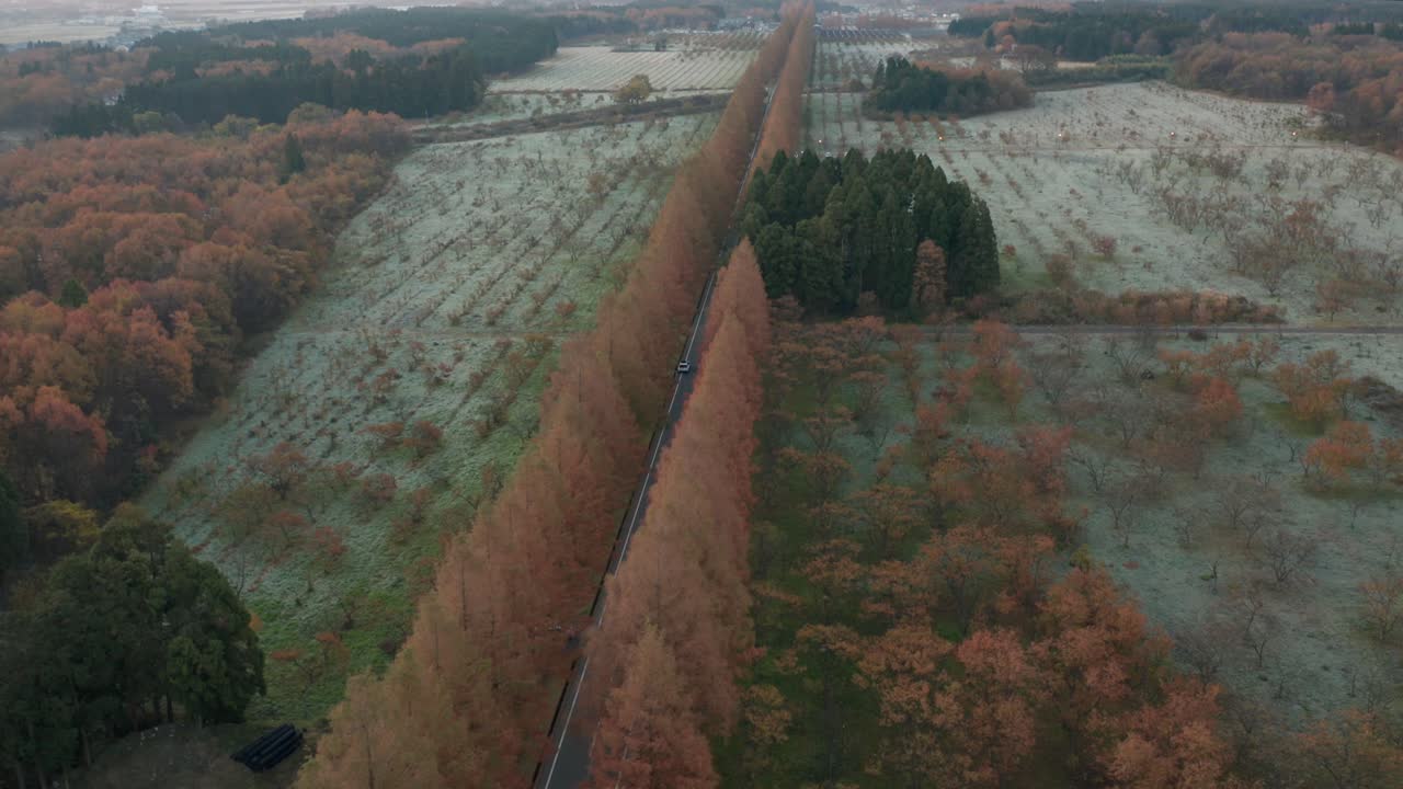 서리, 일본 메타 세쿼이아 나미 키 도로의 겨울 장면을 드러내는 기울기
