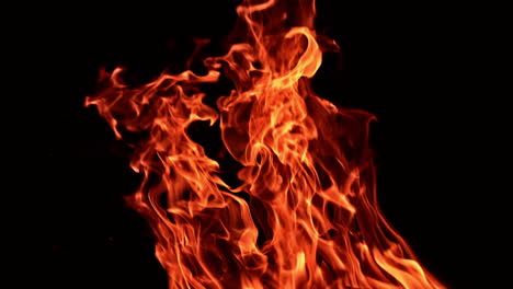 hot orange flames of campfire rising into air. mesmerizing view of burning fire at black backdrop.