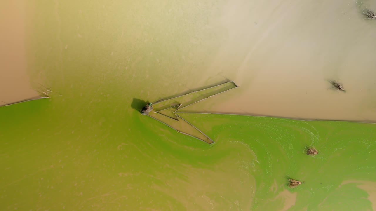 토넬 사프 호수 (tonle sap lake) 의 진이 많은 갈색 해조류 녹색 물에서 화살머리 물고기 그물