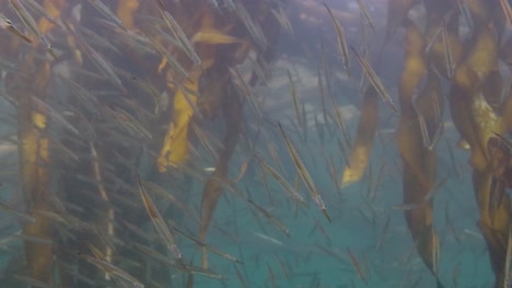 tube snout in the kelp in the pacific northwest in canada.