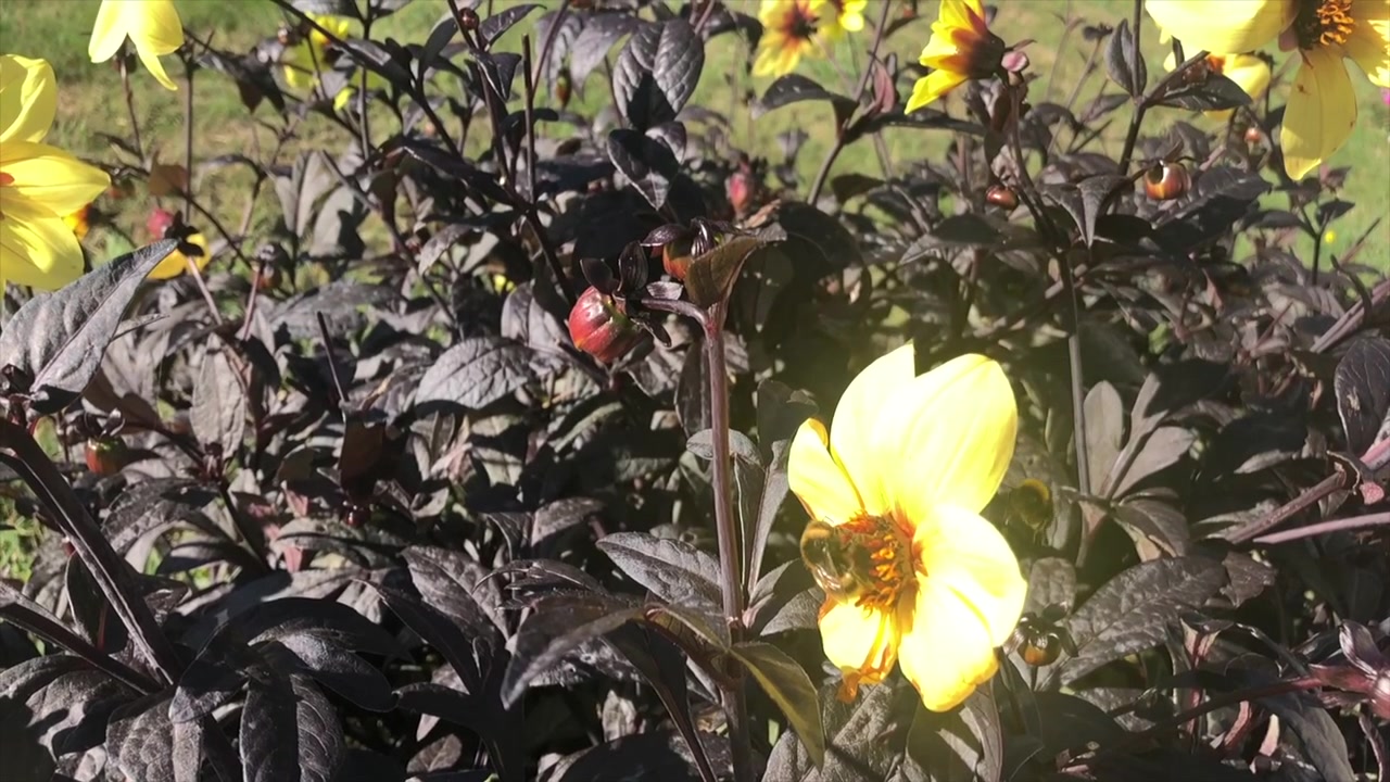 Slow motion footage of Honey bees collecting pollen from yellow flowers.