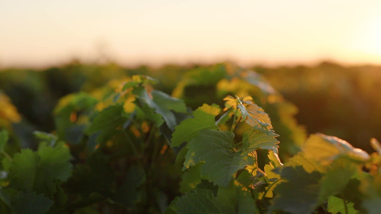Viti che si crogiolano nel caldo bagliore del tramonto